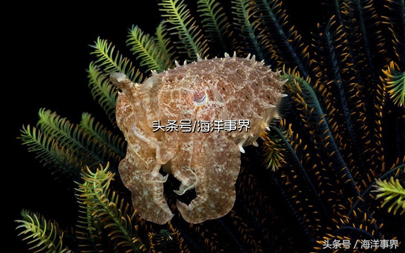 秒懂章鱼乌贼鱿鱼，以及常见种类图鉴