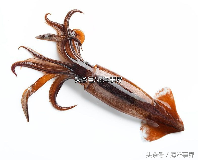 秒懂章鱼乌贼鱿鱼，以及常见种类图鉴