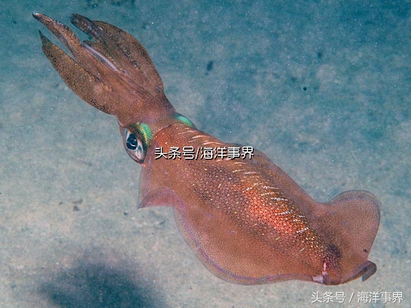 秒懂章鱼乌贼鱿鱼，以及常见种类图鉴