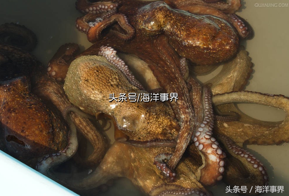 秒懂章鱼乌贼鱿鱼，以及常见种类图鉴