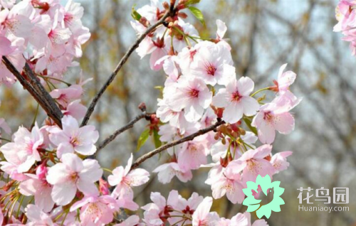 樱花的花语和寓意（带你了解各种类樱花的象征）