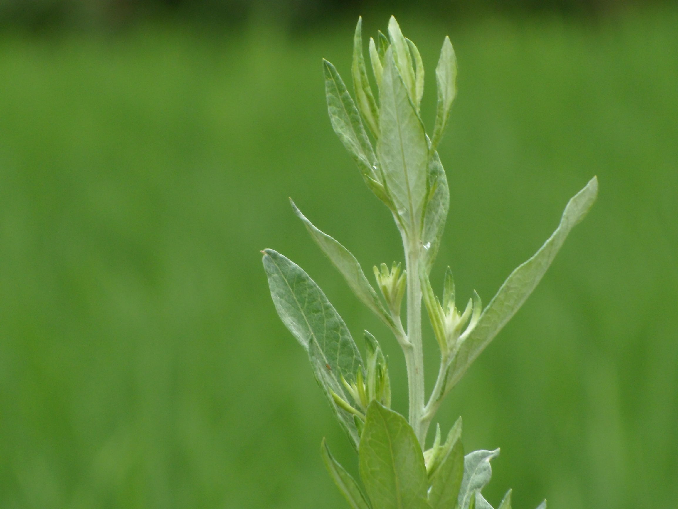艾灸图片(图说丨端午悬庭之艾草)