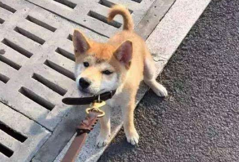 月入一狗月入一蛆月入一妹是多少錢 月入一X是什么梗出自哪里
