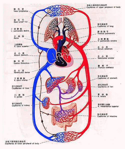 血液循环模式图(两张动图手把手教你学会体循环和肺循环)