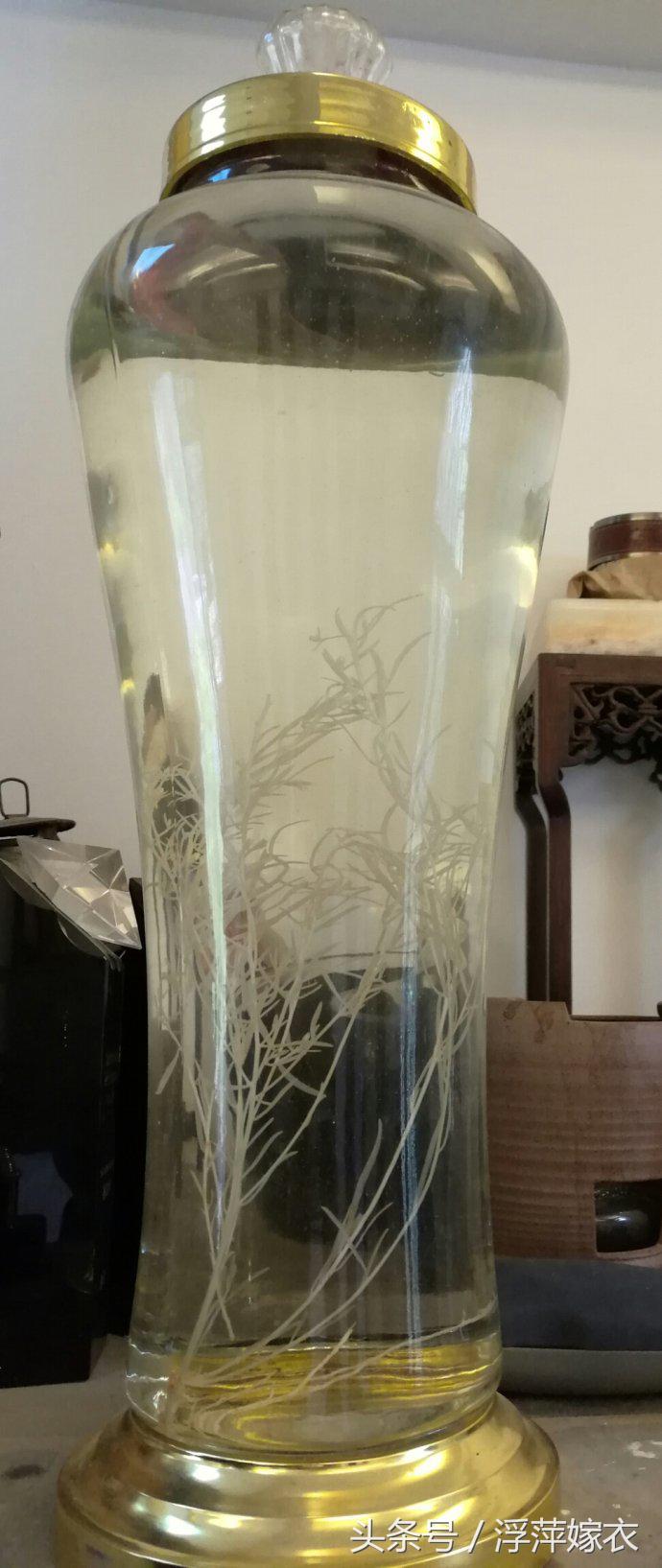 【别名】九龙草,珍珠草,酒仙草,小星宿草,山柏枝