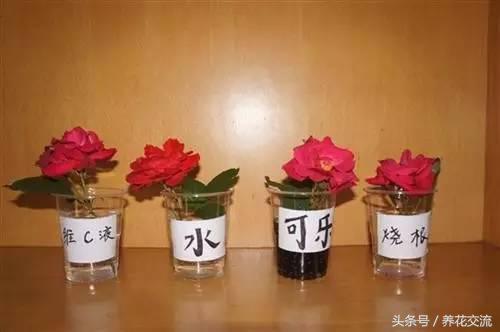 鲜花怎么保鲜时间长（分享2种花卉保鲜方法）