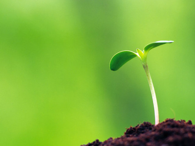 黄龙的春天唤醒了万物,它们的生命又开始的新一轮的传承,大自然总是不