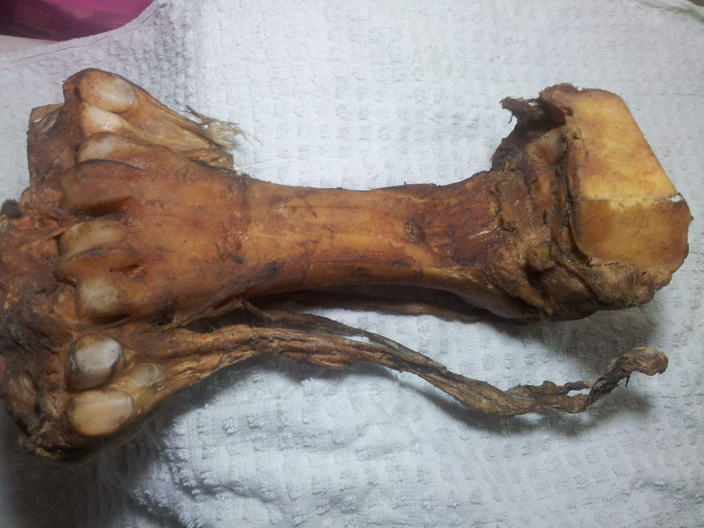 老虎的骨头是珍稀的动物药材,你会辨别真假吗(黄金珠子手串一般多少颗