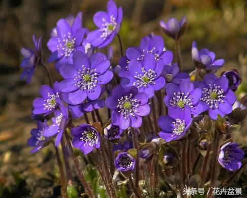 没想到描写花卉的好词还真不少，爱花的你能说出几个