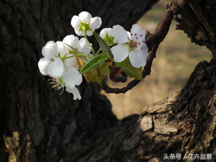 没想到描写花卉的好词还真不少，爱花的你能说出几个