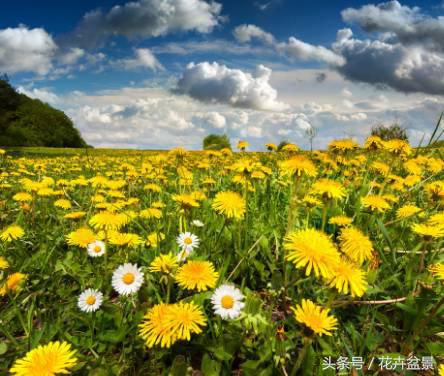 没想到描写花卉的好词还真不少，爱花的你能说出几个