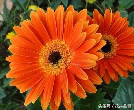 没想到描写花卉的好词还真不少，爱花的你能说出几个