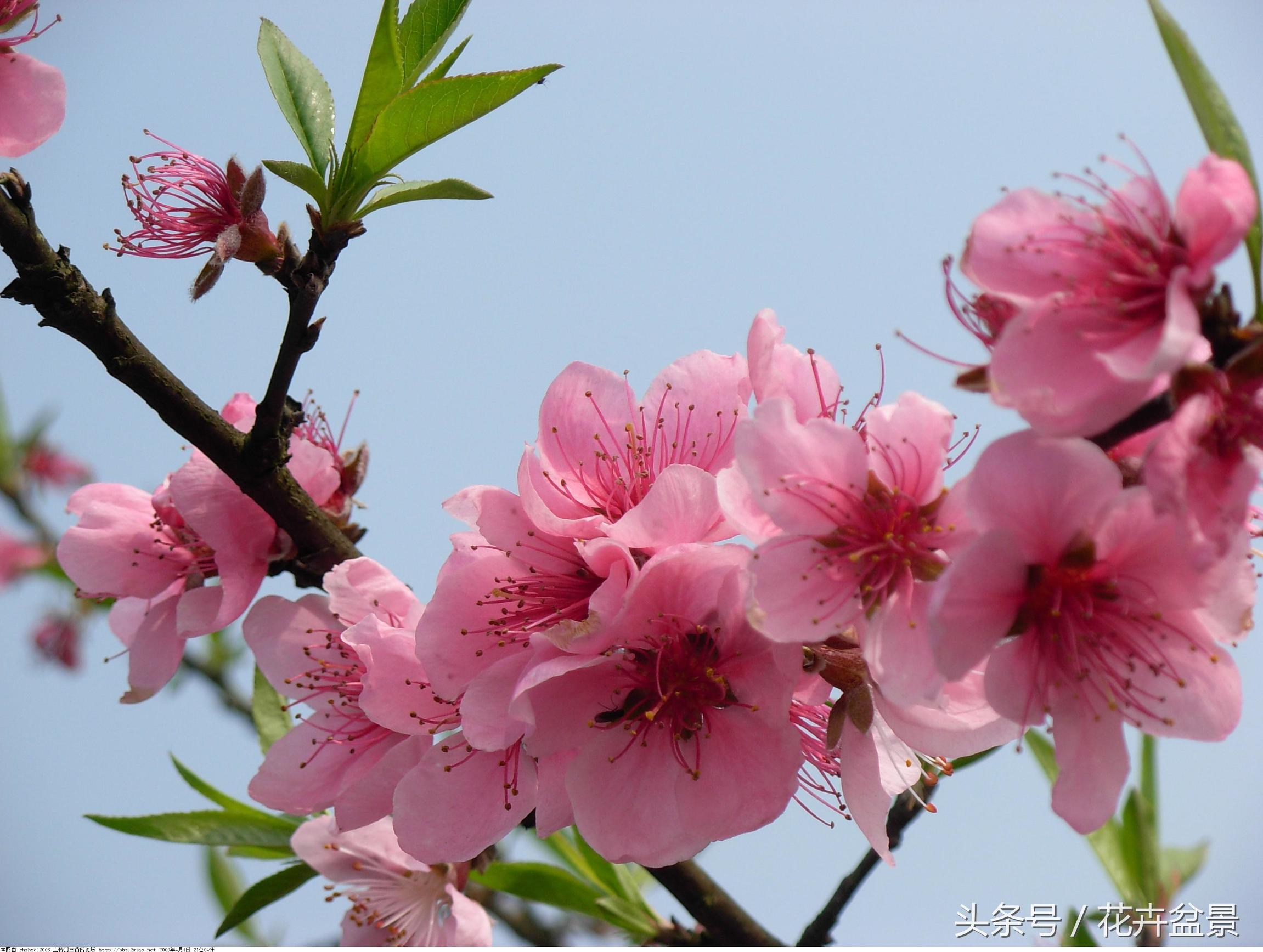 没想到描写花卉的好词还真不少，爱花的你能说出几个