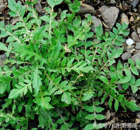 薄薄丁的功效与作用(经常喝薄薄丁的功效与作用)-我的快乐小窝