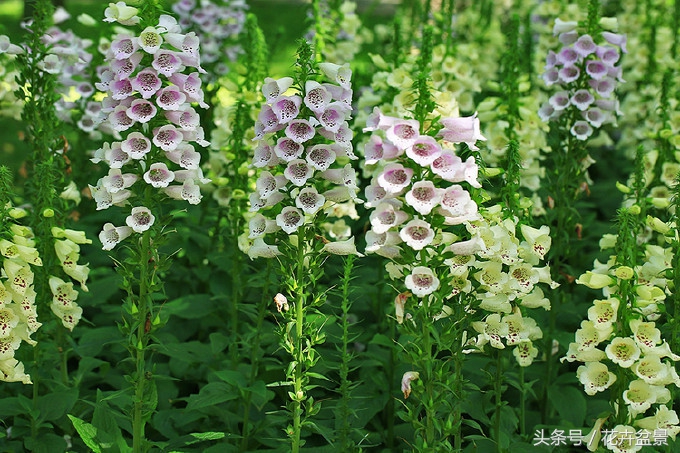 没想到描写花卉的好词还真不少，爱花的你能说出几个