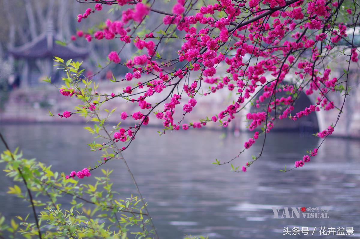 没想到描写花卉的好词还真不少，爱花的你能说出几个