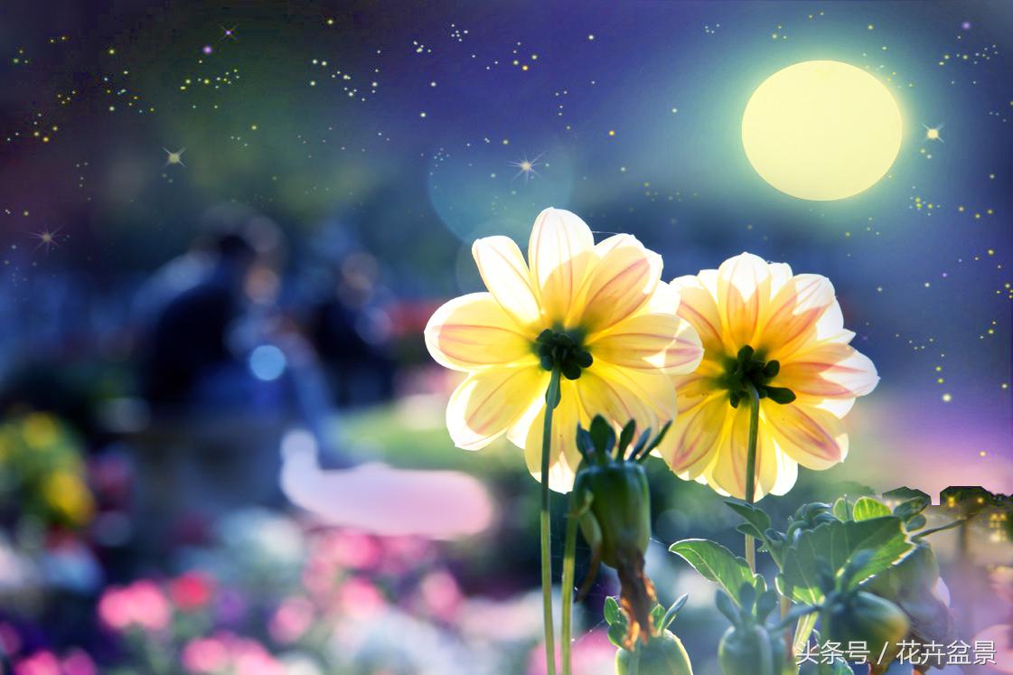 没想到描写花卉的好词还真不少，爱花的你能说出几个