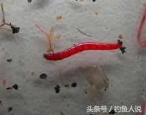 紅蟲有毒嗎,紅蟲有毒嗎?紅蟲釣的魚能吃嗎?