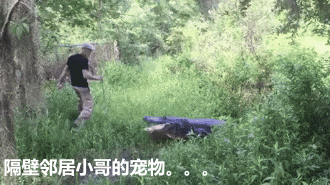 菠蘿是什么意思很污,菠蘿是什么意思很污jy