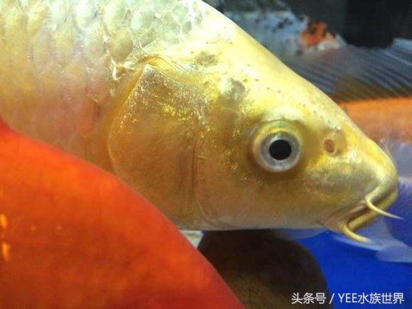 讓魚躺着睡覺 還有比這更殘忍的嗎 天天看點