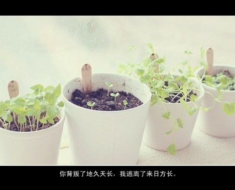 唯美语录，无论你做什么，只要你还记得我们的约定