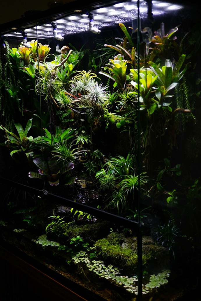 鱼缸打造奇观：给家里开辟一块热带雨林（图）