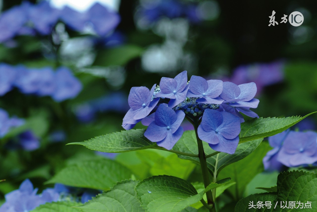 58句关于雨的唯美句子，如41度的夏天的一场雨