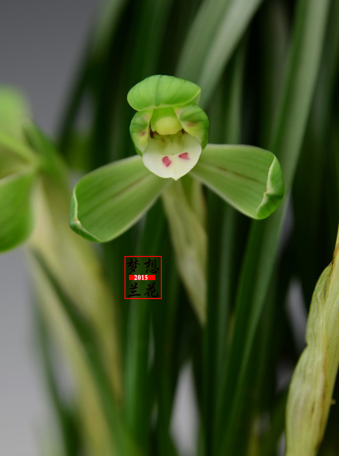 种植花的基本上养了 春兰梅瓣鹤市梅 天天看点