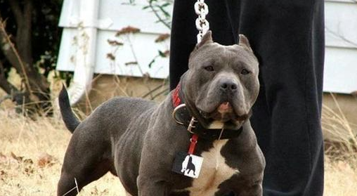 全世界戰鬥力最強的狗 秒殺藏獒 天天看點