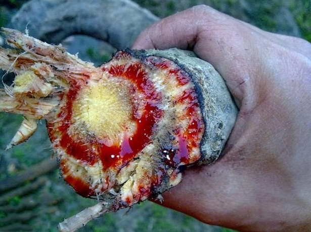 深山老林里会"流血"的鸡血藤,4步打造成手镯送给心上人(金刚藤手镯的