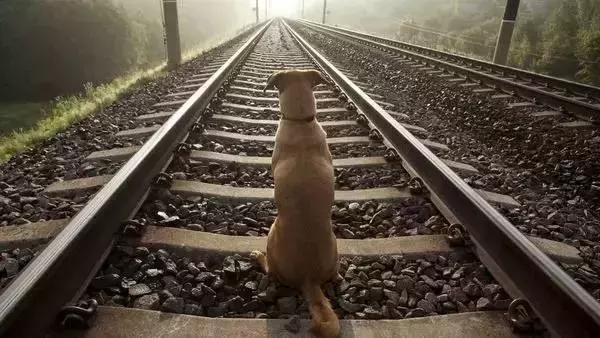 主人突发心脏病去世，小狗竟在车站等候6年！
