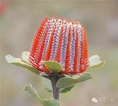 奇花异草，看完倾倒