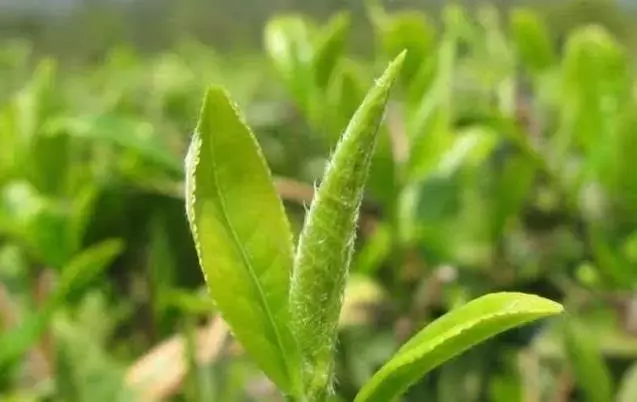 茶毫是什么（茶叶有茶毫好不好）