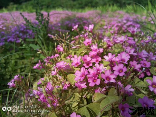 2599元！金立S10体验评测：全球首款四摄像头手机