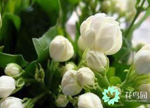 茉莉花代表什么象征意义（茉莉花的功效和作用）