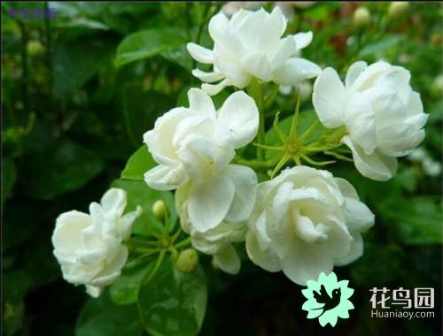 茉莉花代表什么象征意义（茉莉花的功效和作用）