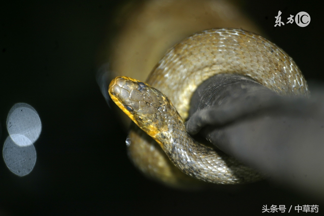 蛇蜕蛇蜕:蛇蜕咸平,能除翳膜,肠痔蛊毒,惊痫搐搦(nuo)白话版:蛇蜕味咸