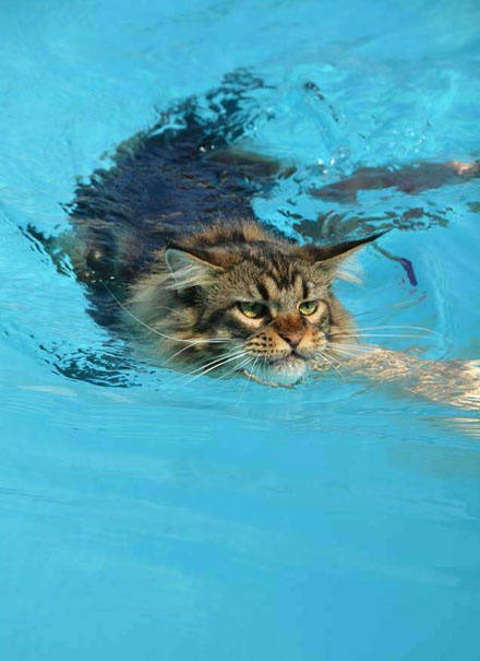 萌猫咪表情包系列之游泳 一脸杀气腾腾的样子