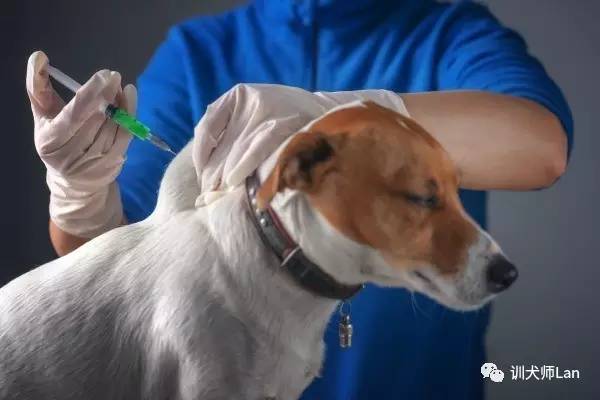 犬细小病毒的传播、症状、治疗和预防以及受污染区域的消毒方法
