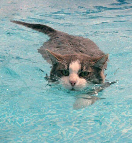 萌猫咪表情包系列之游泳 一脸杀气腾腾的样子