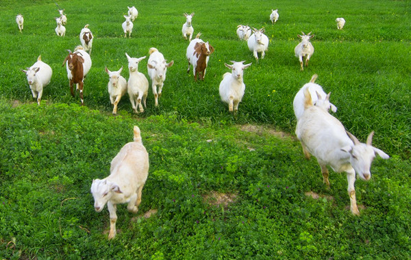 据说,在群山环抱的美丽草原上,有一群羊天天在这里吃草.
