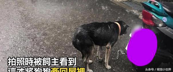 家犬遭绑着淋雨，夹尾巴不断发抖，而主人却说：我在让它冲澡！