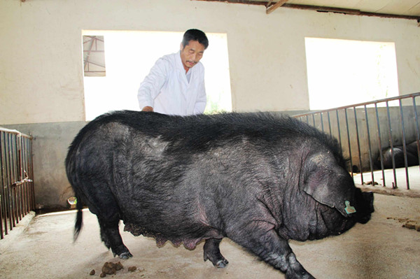 中國最寶貴的豬種，看看能不能認出您的家鄉豬？——八眉豬