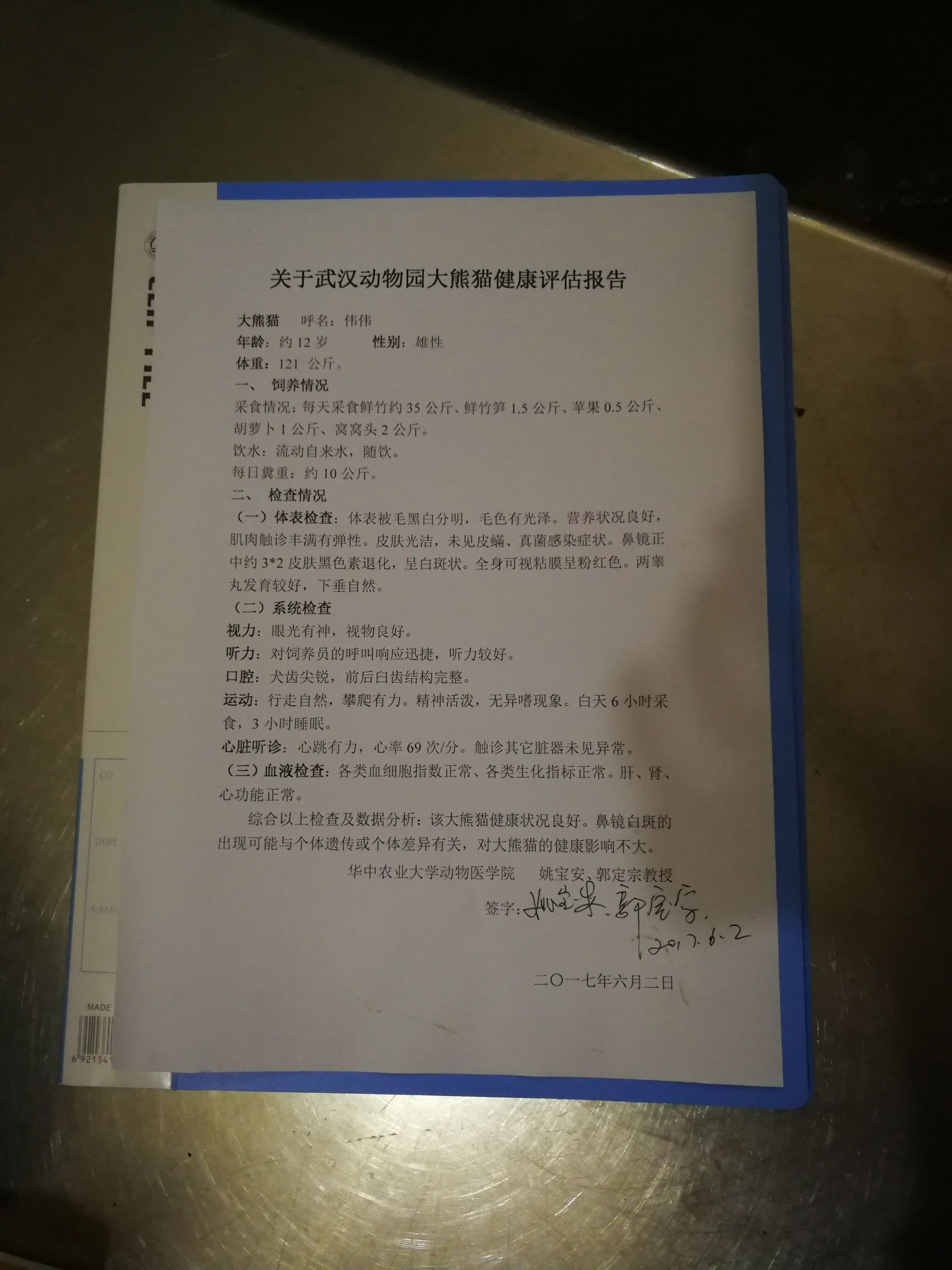 萌翻了！华农教授：大熊猫伟伟身体倍儿棒，鼻头白斑对健康无影响