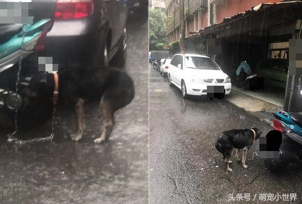 家犬遭绑着淋雨，夹尾巴不断发抖，而主人却说：我在让它冲澡！