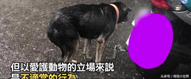 家犬遭绑着淋雨，夹尾巴不断发抖，而主人却说：我在让它冲澡！