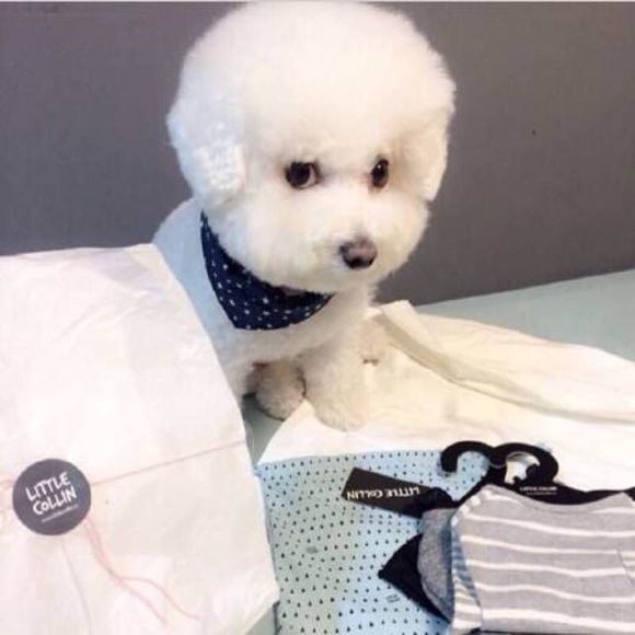 世界10大名犬排行，和它们性感的外号！哪个是你最爱？