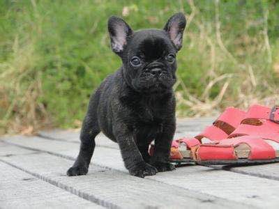 世界10大名犬排行，和它们性感的外号！哪个是你最爱？