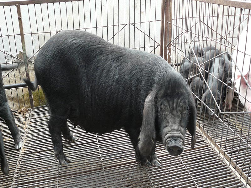 中國最寶貴的豬種，看看能不能認出您的家鄉豬？——八眉豬