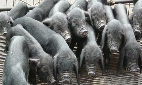 中國最寶貴的豬種，看看能不能認出您的家鄉豬？——八眉豬